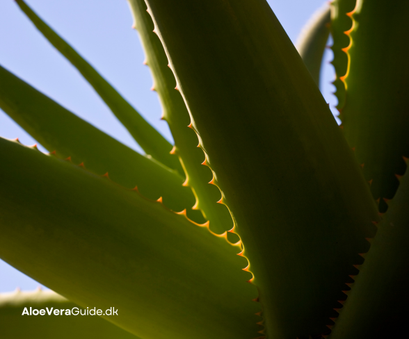 Aloe vera og immunforsvar