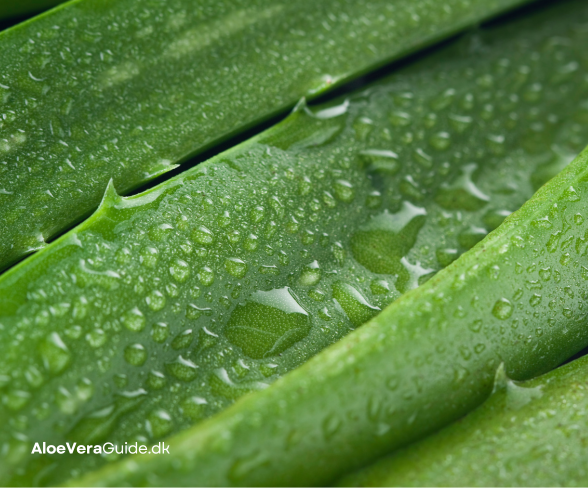 shop Aloe vera