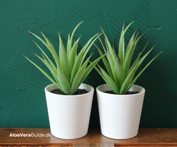Pasning af aloe vera