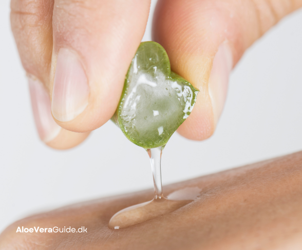 aloe vera