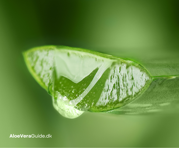 aloe vera og fordøjelse