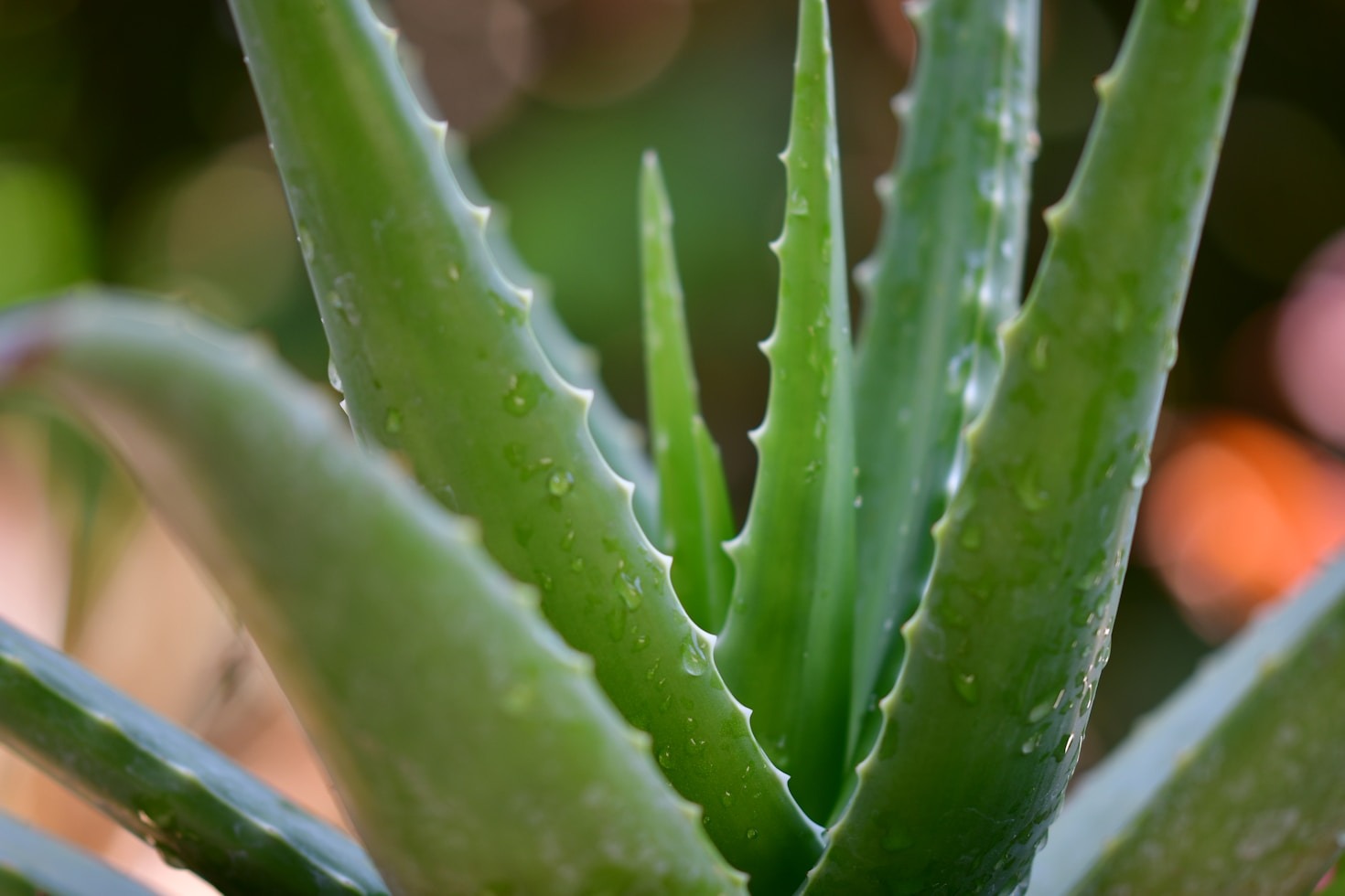 5 måder Aloe vera fremmer naturlig skønhed efter 30