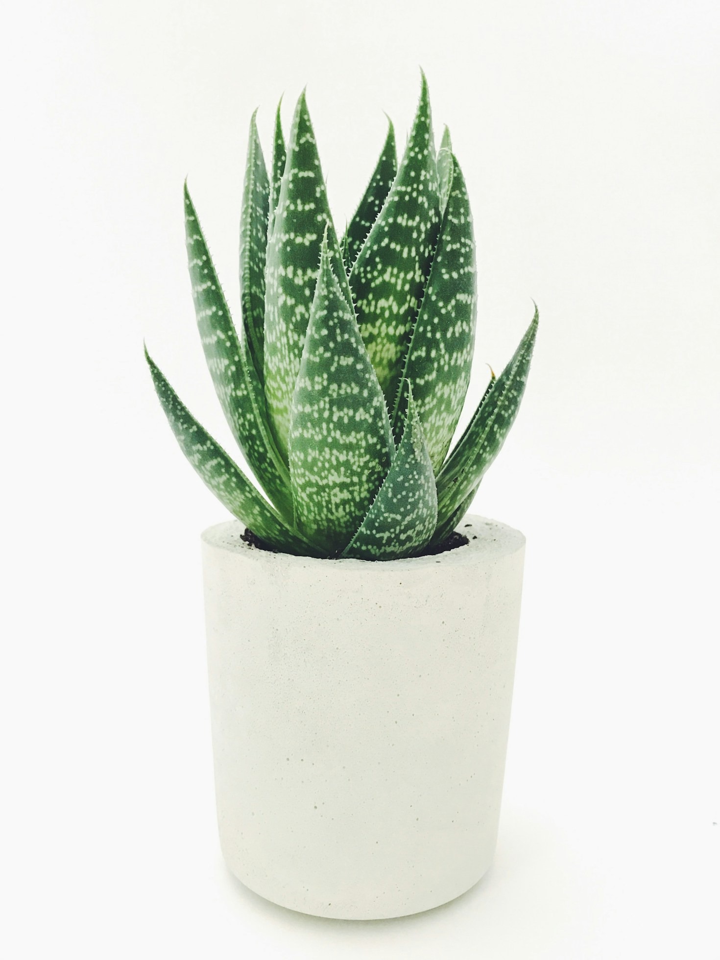 Hvordan Aloe vera kan booste din energi og selvtillid