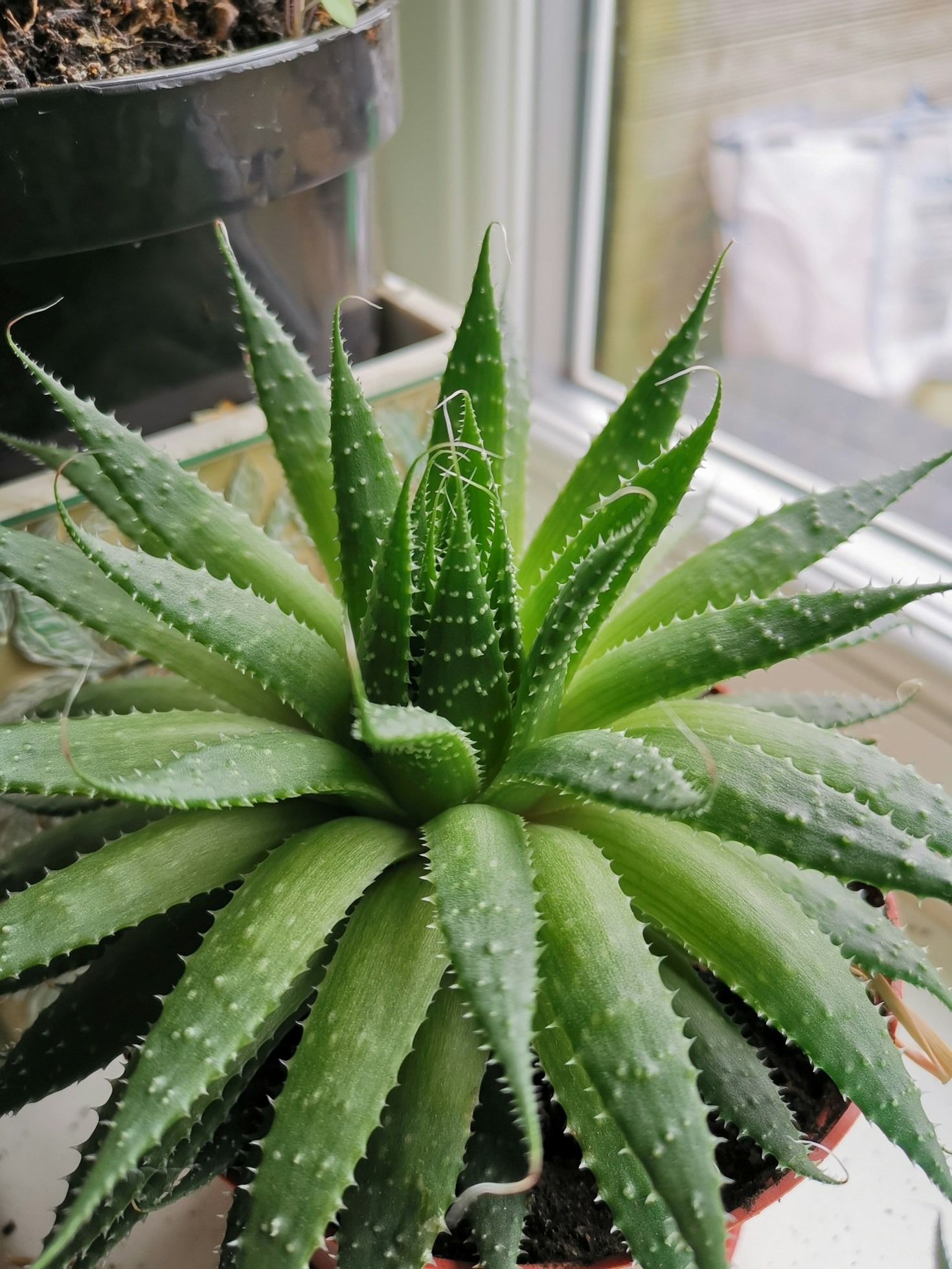 Aloe vera til huden: Indefra eller udefra?