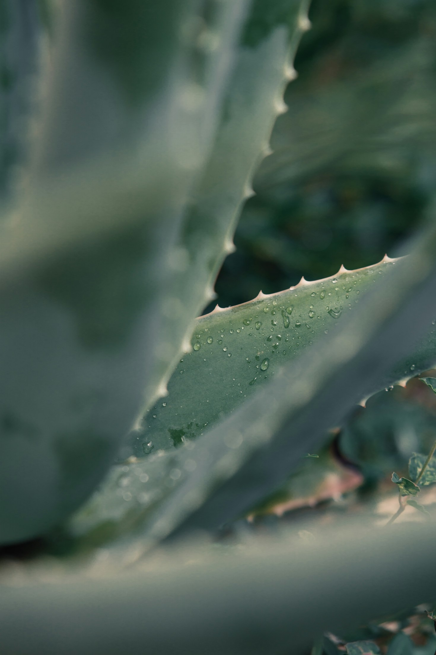Aloe vera og fordøjelse: Derfor starter energi i maven