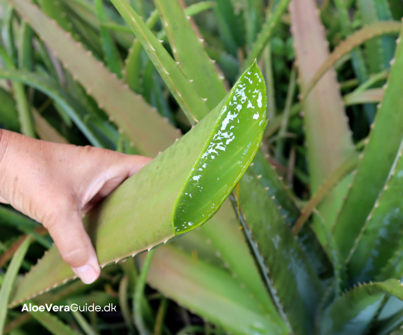 aloe vera drik erfaring