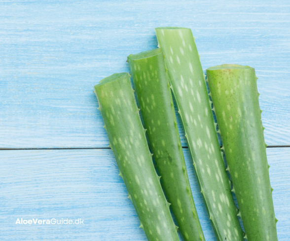 Aloe vera guide