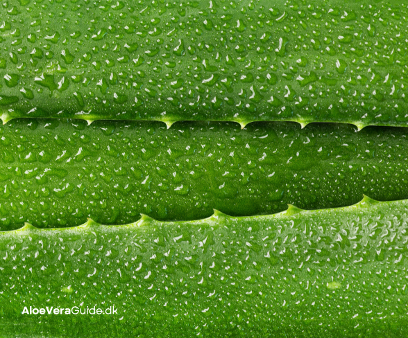 Styrker Aloe vera immunforsvaret