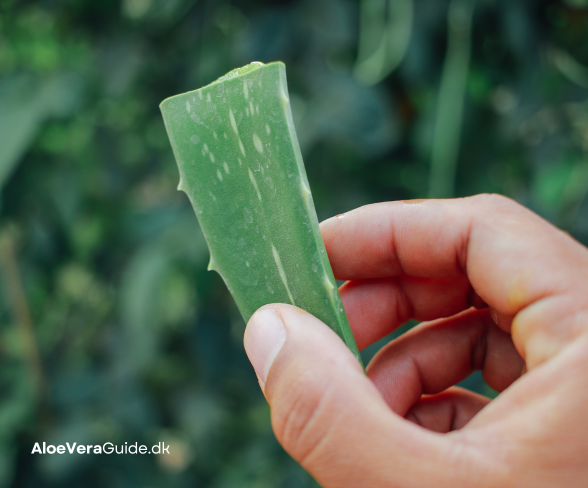 aloe vera blad