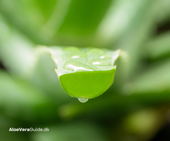 Aloe vera