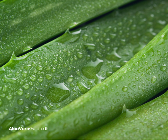 aloe vera