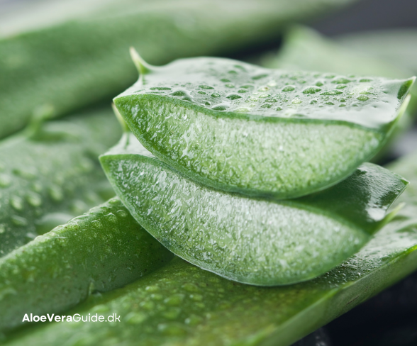 Aloe vera mod uren hud og bumser