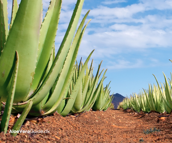 Aloe vera mod tør hud