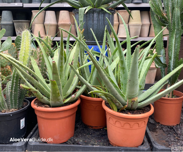 aloe vera plante