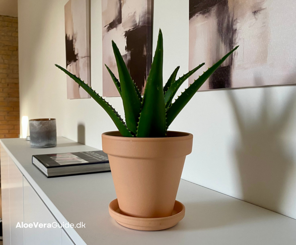 Hvordan passer man en Aloe vera plante