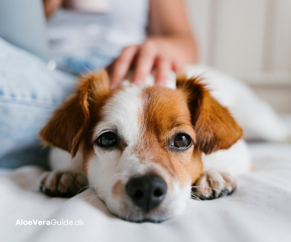 Aloe Vera gel til hund: Er det sikkert